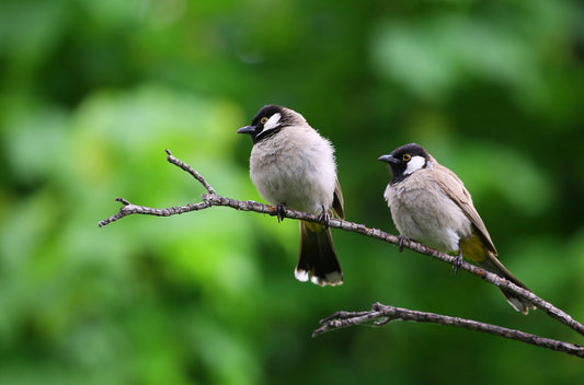 6 Health Perks Hidden in the Hobby of Bird Feeding