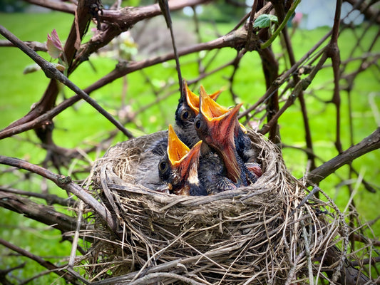 Discover Why Bird Feeding is a Must-Try Activity for Kids