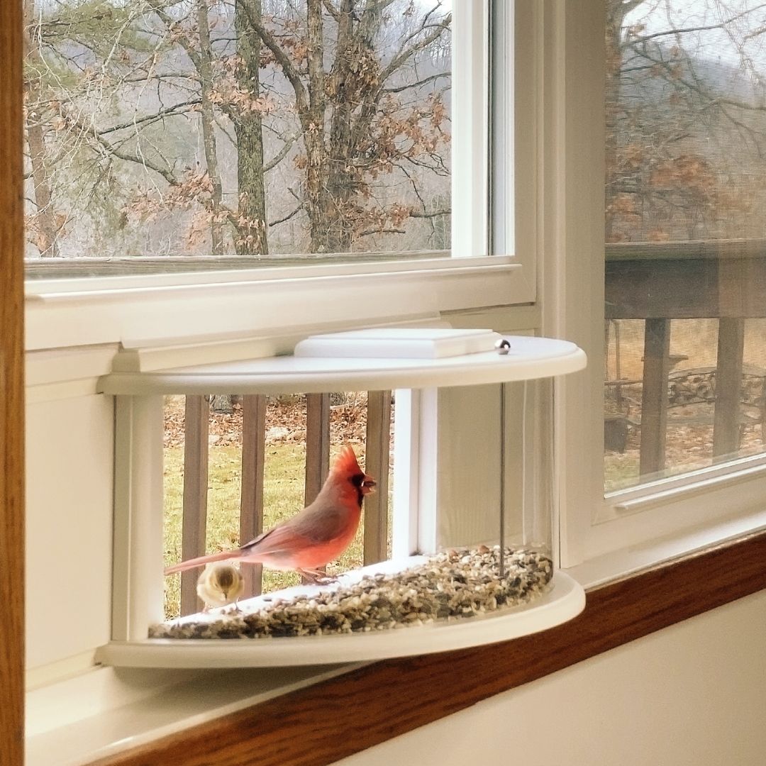 hiBirdie Window Bird Feeder